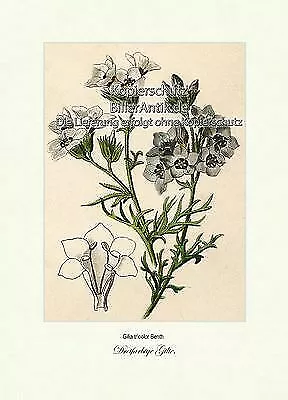 Dreifarbige Gilie Polemoniaceae Phlox Sperrkrautgewächse Vilmorin A4 160