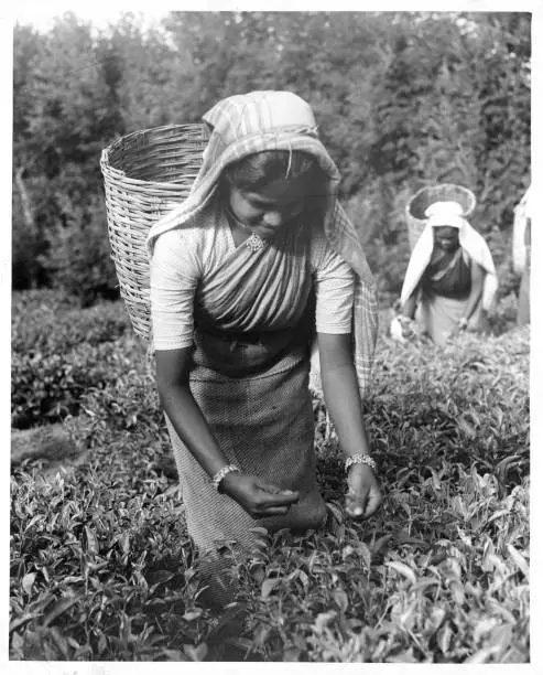Women Tea Picker Picks Leaves On Pedro Estates In Sri Lanka 1950 Old Photo