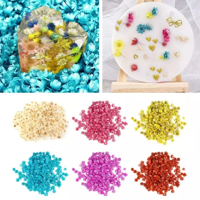 140pcs Real Dried Flowers For Art Crafts Epoxy Resin Candle  Jewellery Making