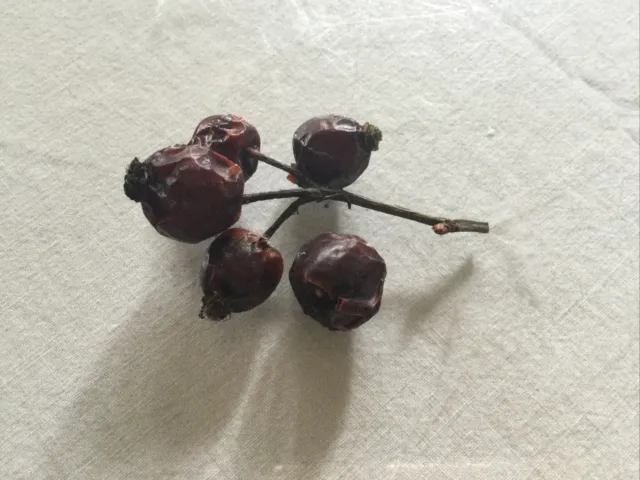 5 dry Rose Hip Fruit Seeds - Grow Wild Rosehip Rose Bushes - London Seeds