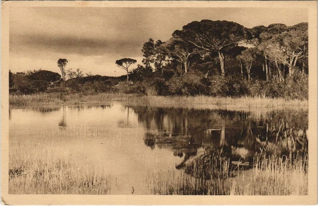 CPA Hyeres Landscape on the Route de la Plage FRANCE (1097748)
