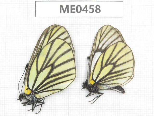Butterfly. Aporia hippia thibetana. Gansu, Wuwei area, Qilian town. 1P. ME0458. Butterfly. Aporia hippia thibetana. Gansu, Wuwei area, Qilian town. 1P. ME0458.