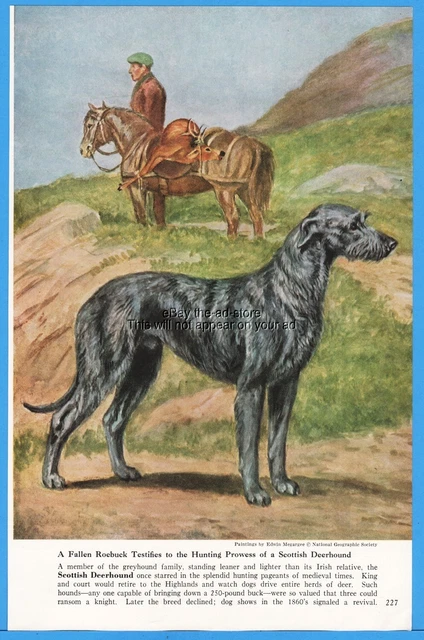 1958 Scottish Deerhound Dog Megargee Edwin Artwork Vintage Magazine Print