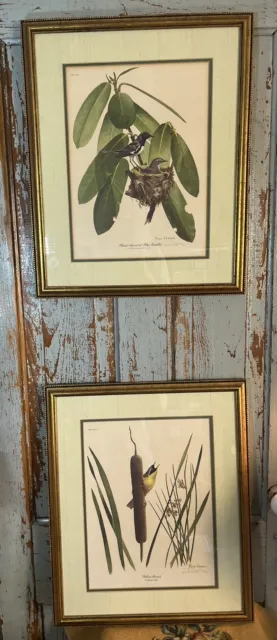 Ray Harm,Yellow-Throat & Black-throated Blue Warbler. Signed Original Frame 1974