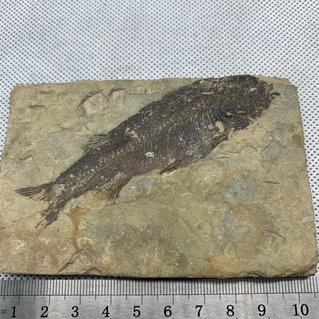 Late Jurassic wolf fin fish fossil bony tongue fish fossil