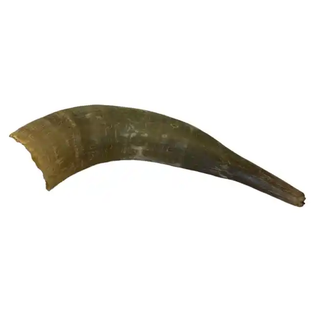 1 Raw Unfinished Cow Horn Natural Colored