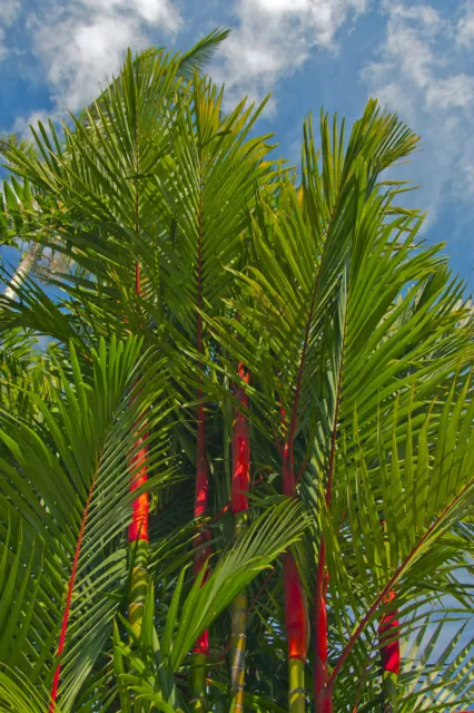 SAMEN wunderschöner roter Stamm: die seltene Siegellack-Palme - ein Augenschmau
