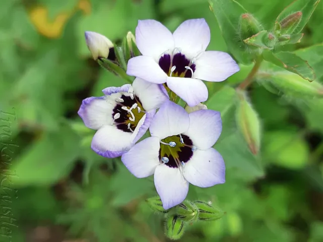 10 Samen Gilia tricolor - Vogeläuglein - Bird's-eyes 2023