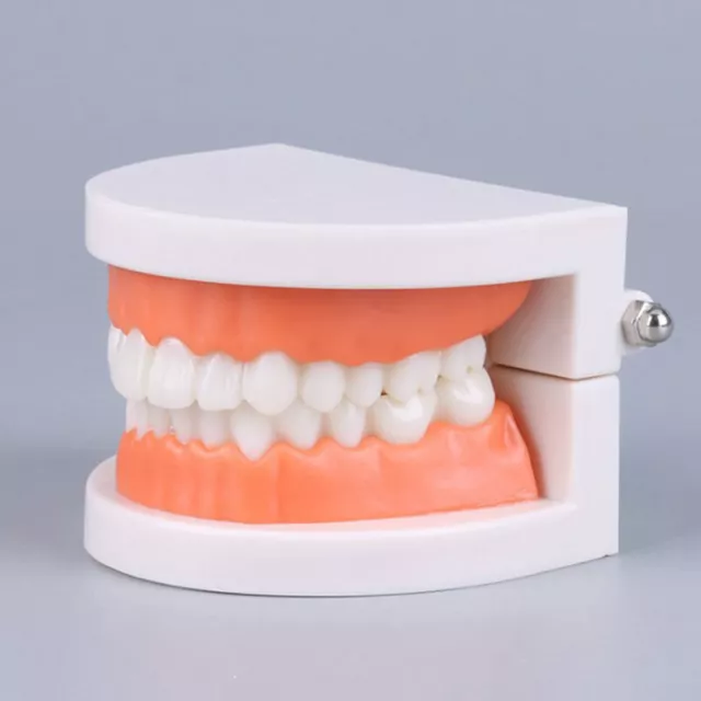 Standard Teeth Model Adult Standard Typodont Demonstration Denture Model Disp Le