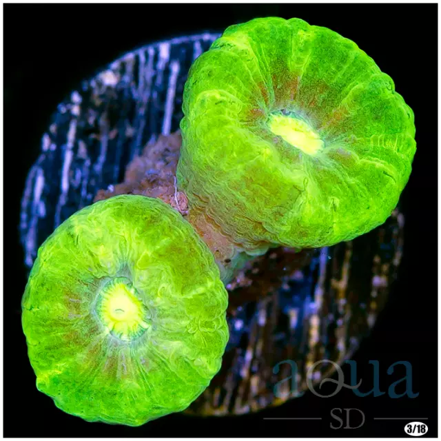 087 WYSIWYG AquaSD Live Coral-Kryptonite Candy Cane-Aqua SD Live Coral Frag