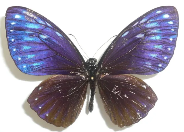 Papilio (Chilasa) Paradoxa Aenigma Male From Jambi, Sumatra