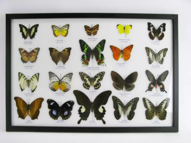 20 echte präparierte Schmetterlinge im Schaukasten - Entomologie - Taxidermie 02 2
