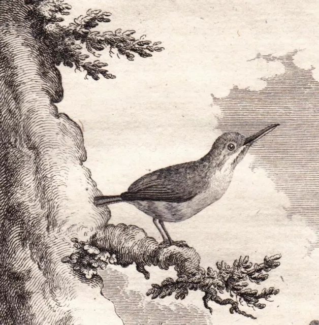 Gravure XVIIIe Todier Todidés Coraciiformes Vielfarbentodi Ornithologie 1770 3