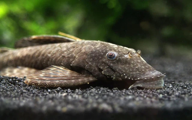 Bristlenose Pleco – (1) Calico Bristlenose Plecostomus Juvanile – High Quality 3