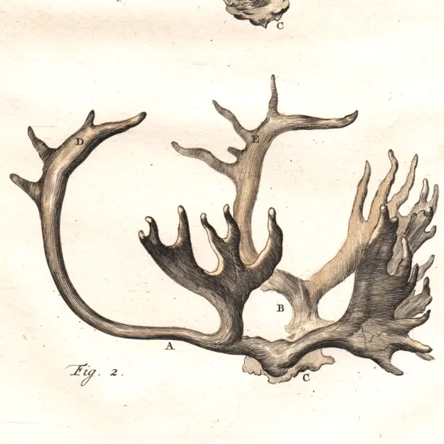 1760 Hand-Colored Copperplate Engraving, De Seve Antlers, Buffon 1st Edition!