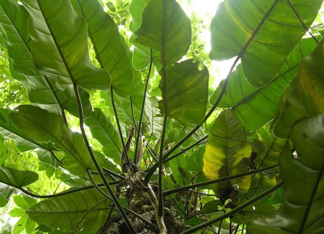monstera plant name Monstera Plant, Split Leaf Philodendron For Sale & Care Tips main image 0