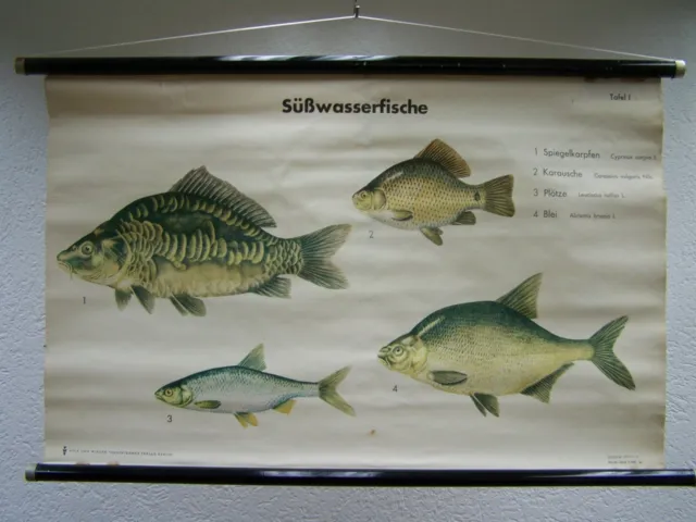 Alte Lehrtafel Wandkarte Rollkarte DEKO Fischhandel Süßwasserfische Teil I