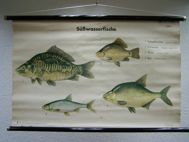 De Sol Antiguas Pizarra de Enseñanza Mapa de Pared Papel Decoración Fischhandel