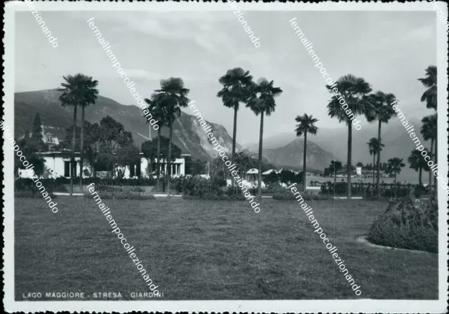 cg126 cartolina lago maggiore stresa giardini  verbania piemonte