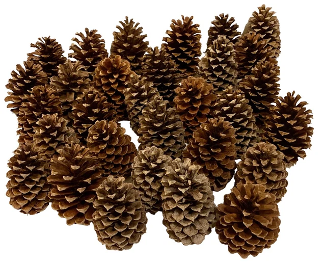 30 Tennessee Pine Cones Medium Sized Approx 4" Oven Dried Crafts Wedding Decor