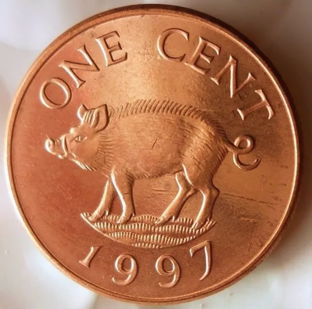 1997 BERMUDA CENT - PIG - AU/UNC - Exotic Scarce Coin - Free Ship - BIN #FFF