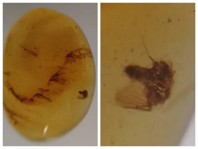 100 Mill. Years Old Burmite Amber With Fly & Other Insect  (Abr11/3)