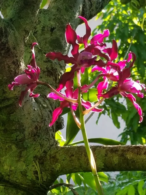 Astro Jaguar on X: Schombocatonia Mem. Louise Fuchs X. Cattleya