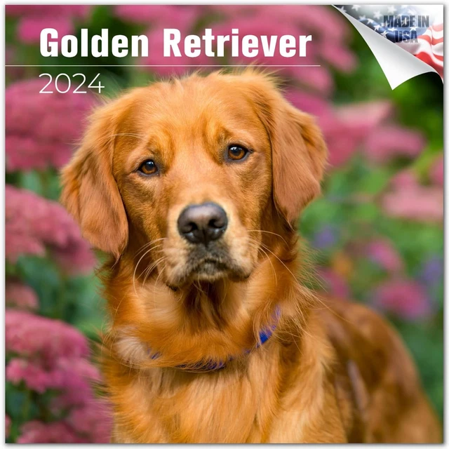 2023 2024 GOLDEN Retriever Calendar Dog Breed Monthly Wall Calendar