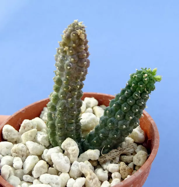 ECHIDNOPSIS DHOFARENSIS pseudolithos  stapelia huernia caralluma caudex euphorbe