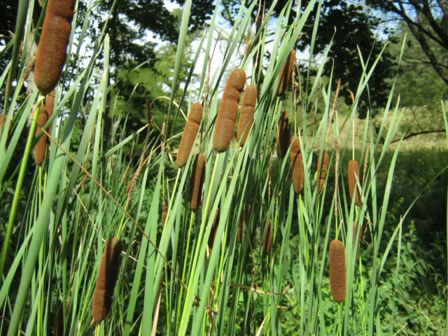 Schmalblättriger Rohrkolben Typha angustifolia Teichpflanzen Teichpflanze Sumpf