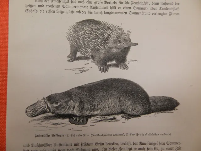 Schnabeltier Ameisenigel australische Ursäuger Monotremata  Holzstich 1893
