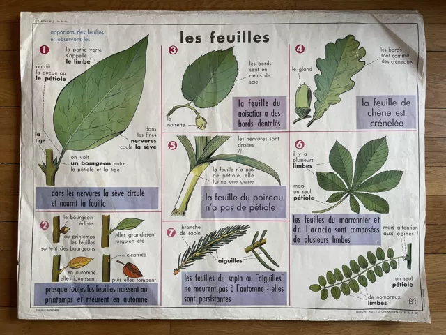 Ancienne affiche scolaire 1960 double face MDI - Les Feuilles / La Pomme