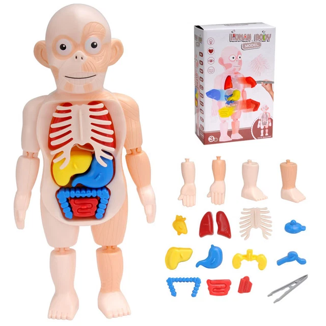 HUMAN BODY MODEL For Kids 15pcs Anatomy Toy Body Organ Awareness