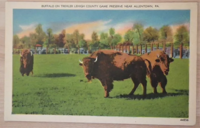 Buffalo On Trexler Lehigh County Game Preserve, Allentown, Pennsylvania Postcard