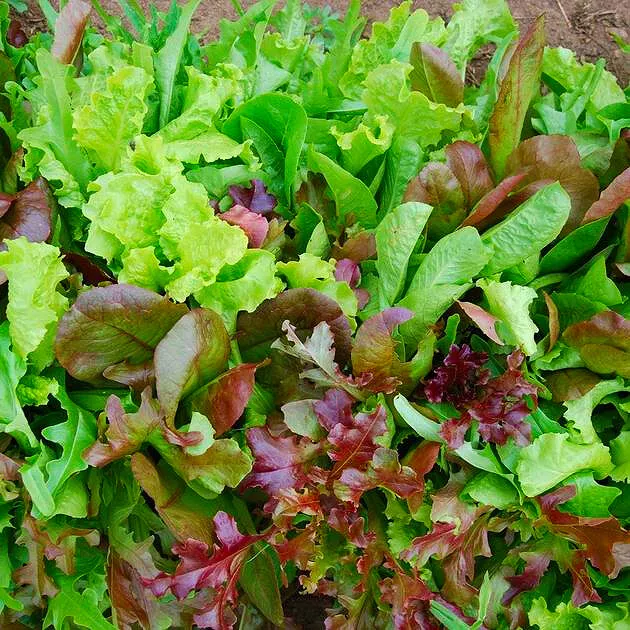 Baby Leaf Mixed Lettuce with Rocket Italian Mix Salad Seeds 1000