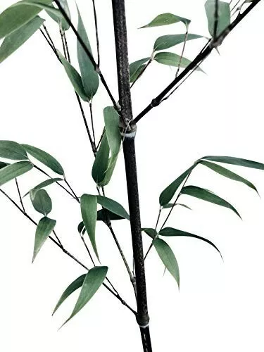 Black Bamboo/ Bambus -Phyllostachys nigra- Winterharter Bambus -50 Samen- Selten