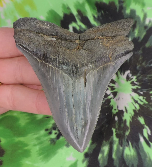 Megalodon Sharks Tooth 3 13/16" inch NO RESTORATIONS fossil sharks teeth