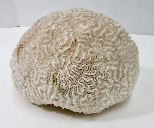 Natural Real Brain Coral Very Nice Shape 3 Lbs