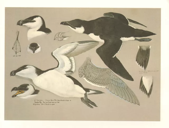 Vintage Oiseau Imprimé ~ Femelle Razorbill