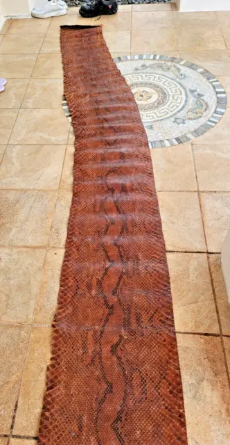 252" LONG (21 feet) x 16" WIDE Python Snake Skin Hide. LONGEST PYTHON on eBay ! 2