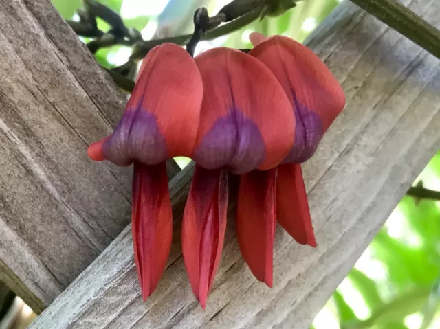 Dusky Coral Pea Seeds Kennedia Rubicunda Hardy Flowering Climber 30 Seeds