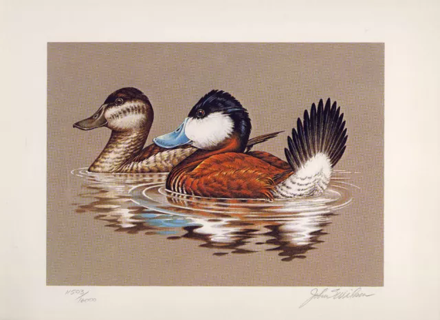 RW48 1981 FEDERAL  DUCK STAMP PRINT RUDDY DUCK  by John Wilson  List $225