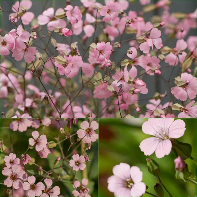SOAPWORT PINK BEAUTY 175+ Seeds (SAPONARIA) Grow FLOWERS Beautiful GARDEN