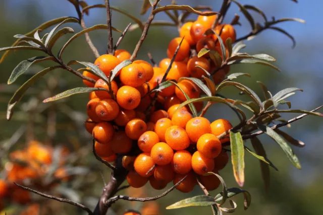 Sea Buckthorn - Hippophae rhamnoides - Common Sea Buckthorn - 100+ seeds G 033