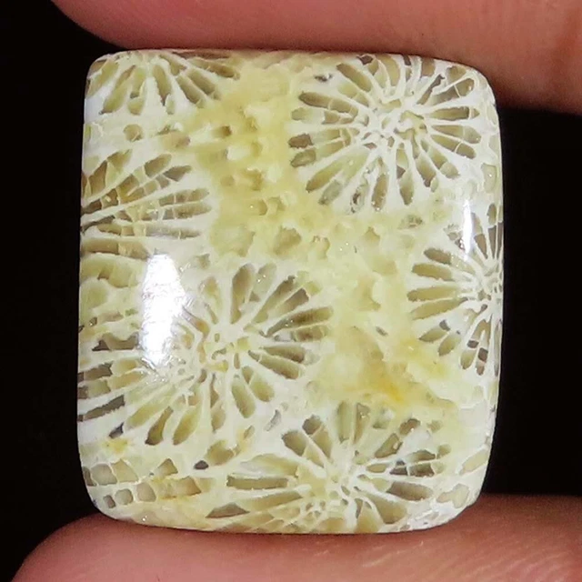 Natural FOSSIL CORAL Cushion Cabochon Loose Gemstone 21.35 CT 19x22x5 mm SR_348
