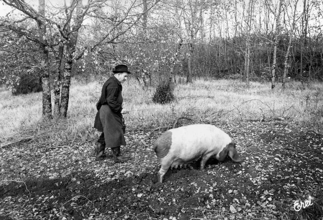 Carte En Périgord Le Truffier et sa bête en plein travail Cochon Porc Truffes