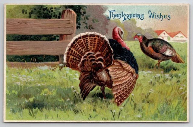 Thanksgiving Greetings Turkeys Grazing 1912 Ossipee NH Postcard K29