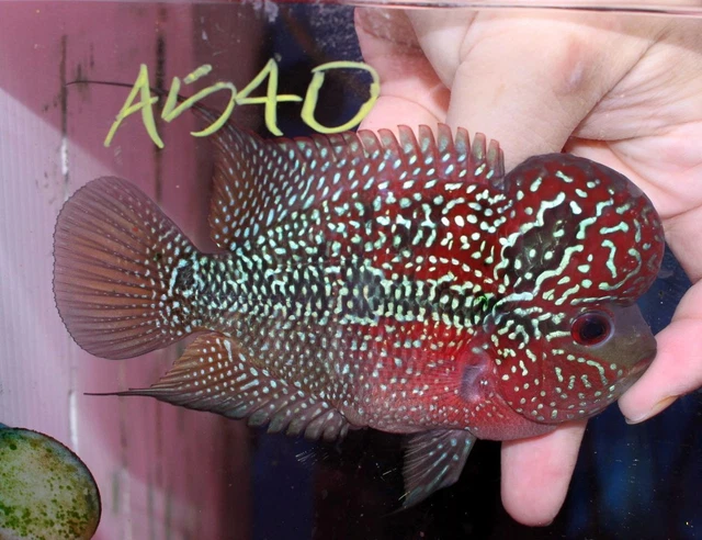 4.5" Short Body Super Red Dragon A540