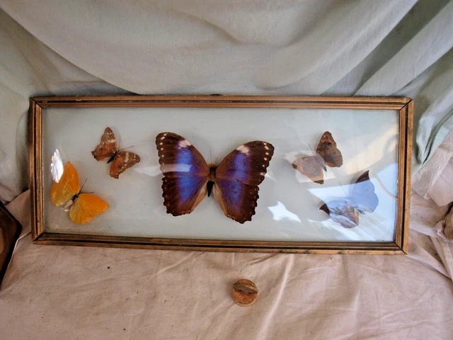 5 papillons - taxidermie cadre exotiques réel - une beauté unique