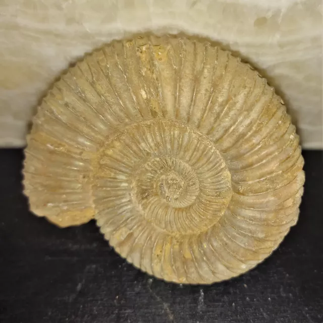Perisphinctes Sp 6cm Ammonit  Ammoniten Nr.H Fossil Madagaskar Natur Sakahara